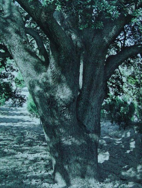 Encina de la Fuente El Pino de Lúcar